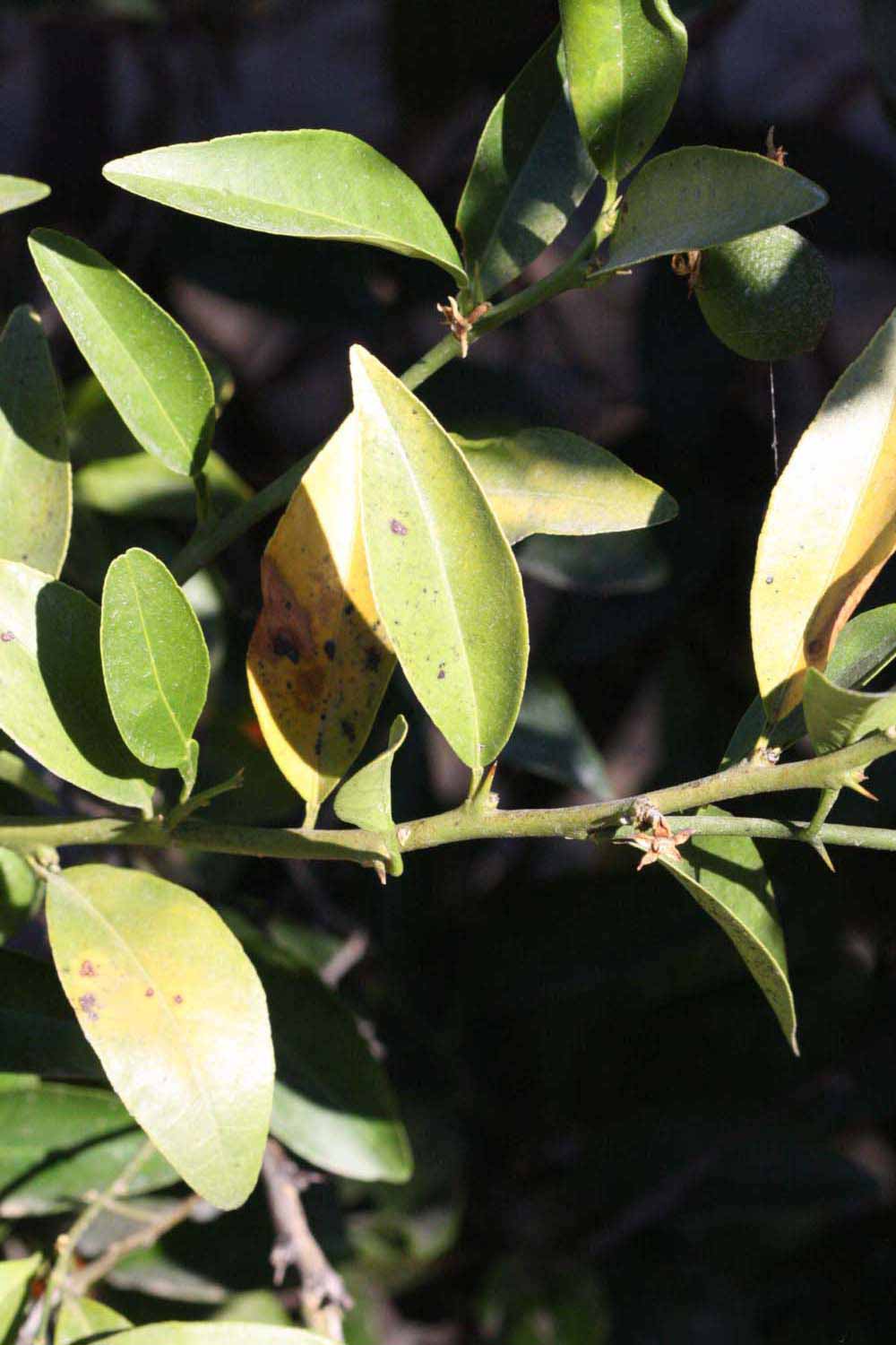              Sun leaves (Riverside, CA)       